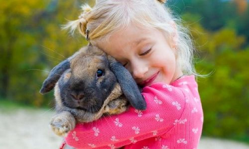 What Do You Need To Know Before Buying A Family Pet? rabbit